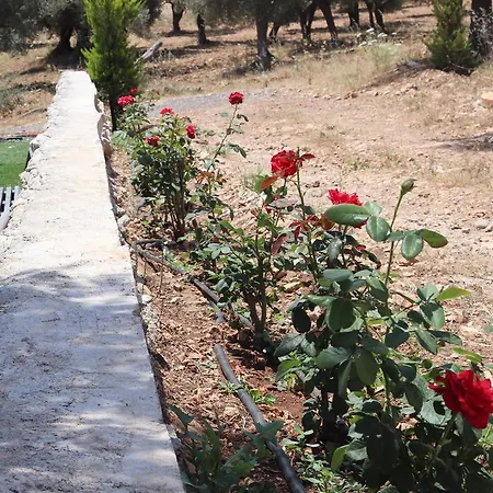Millionswood 3* Çeşme